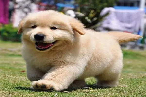 小金毛犬多少钱一只?2000元左右(百元左右谨慎购买)