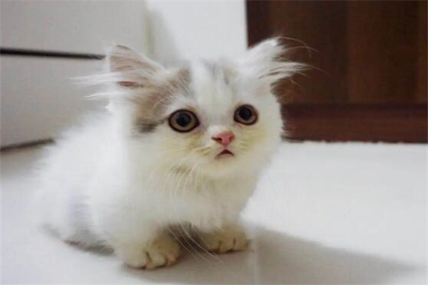 矮脚猫价格多少钱一只?矮脚蓝猫1000元左右(越好看越贵)