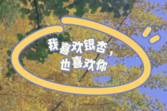 你喜欢银杏吗是什么梗?最新表白方式(网络流行梗)