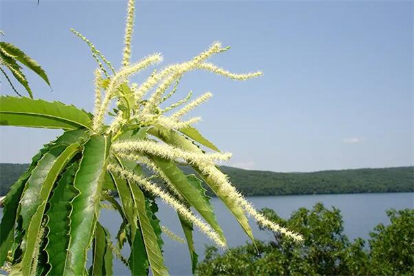 栗子花味是什么梗?恶俗玩笑(刺鼻的味道)