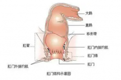 括约肌是什么梗?有颜色的指代梗(网络流行语)
