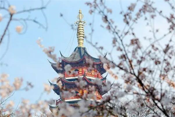 鸡鸣寺的樱花开了是什么意思?不可能的事情发生了(浪漫色彩)