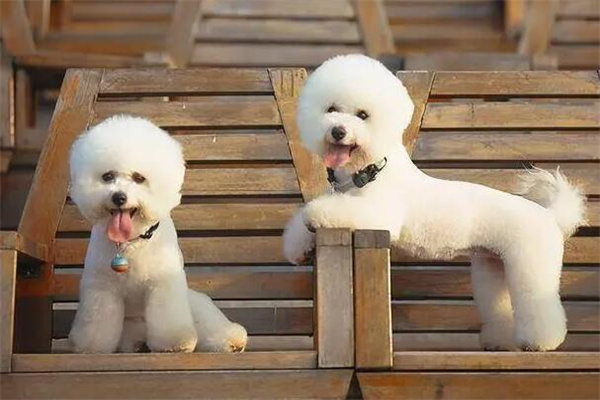 十个不养比熊犬的理由：情绪敏感(费用较高)