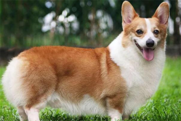 十大便宜好养的小型犬：柯基受人喜爱(泰迪饲养人多)