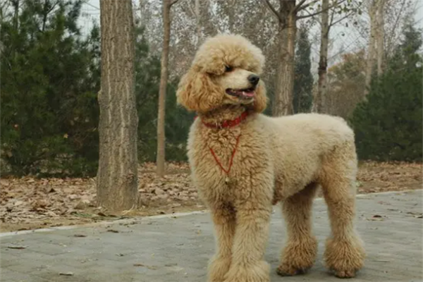 巨型贵宾犬多少钱一只？纯种三千元左右（赛级万元以上）