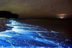蓝眼泪是怎么形成的?夜光藻赤潮爆发形成(浮游生物)