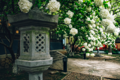 绣球花为什么又叫死人花?被称为八仙花(不叫死人花)