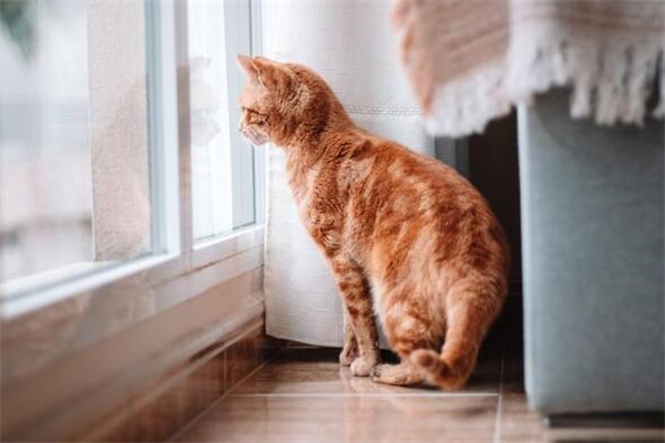 橘猫多少钱一只?最低几十元左右(繁育能力强)