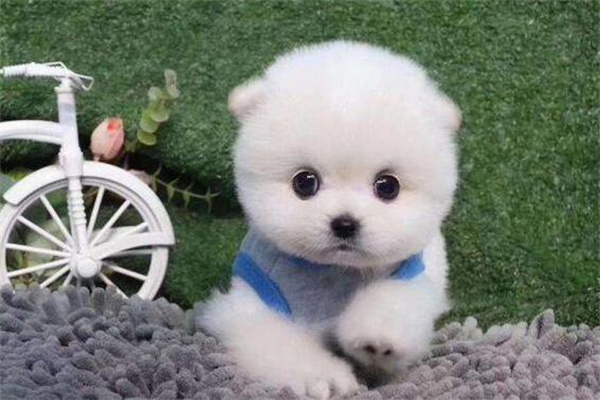 茶杯犬要多少钱?最低一千元左右(饲养较难)