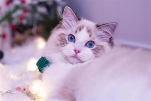 不纯的布偶猫多少钱一只?几百元就能买到(谨慎购买)