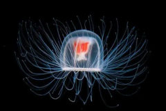 海洋十大不明生物：灯塔水母(能返老还童的神奇生物)