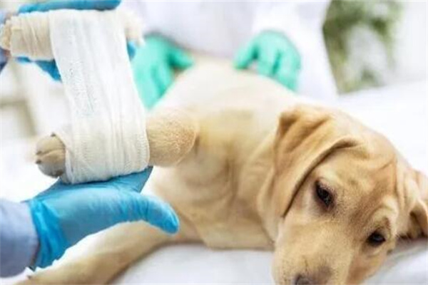 犬瘟多少天算撑过去了?通常一周后(治疗时间长)