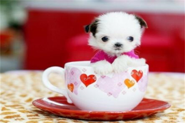 茶杯犬背后的血腥：采取各种不堪入目的手段(以此获取利益)