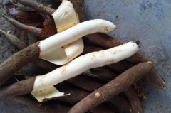 木薯是什么东西?大戟科木薯属植物(原产于巴西)