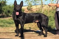 黑狼犬的致命缺点：攻击性比较强(需要大量运动)