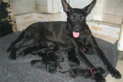 黑狼犬为什么不建议养三年?迷信说法(比较凶猛)