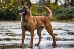 为什么农村人不能养马犬?主要有三个原因(谨慎饲养)