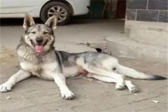 狼青犬和德牧哪个凶猛?狼青犬(攻击性很高)