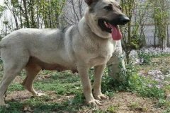 狼青犬为什么禁养?攻击性比较强(是大型猛犬)