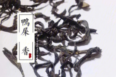 鸭屎香是什么茶?乌龙茶(广东省潮州市特产)
