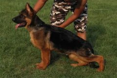 警犬为什么不用德牧了?四大原因(依然十分受欢迎)