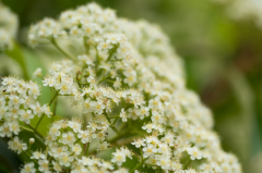 石楠花是武汉的市花吗?不是(武汉市花为梅花)