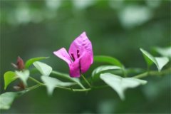 一路生花表达什么意思?一路有花朵(照耀前进的路)
