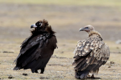 秃鹫和兀鹫有什么区别?外观/分布区域等不同(同属鹫科鸟类)