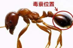 被红火蚁咬了会自愈吗?会(具体情况根据个人身体状况而定)