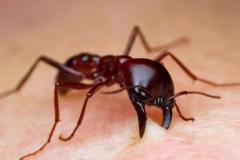 怎么判断是不是红火蚁?从外形上区分(为国内入侵生物)