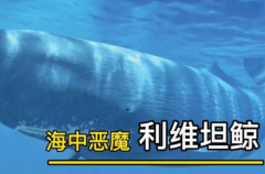 巨齿鲨的天敌是谁?(利维坦鲸/巨型乌贼/沧龙/梅尔维尔鲸)