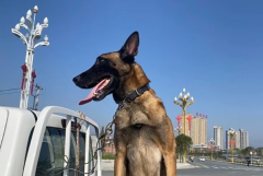 军犬和狼哪个厉害?难以判断(各有优势和不足)