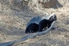 蜜獾为什么不怕蛇毒?免疫力强(少有的对蛇毒有抵抗力动物之一)