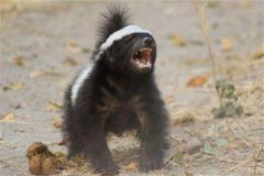 什么蛇能毒死蜜獾?岩蛇(非洲的一种蟒蛇)