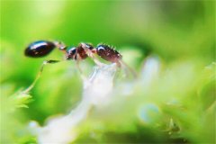 家里很干净为什么有蚂蚁出现?食物残渣会吸引蚂蚁(需定期打扫)