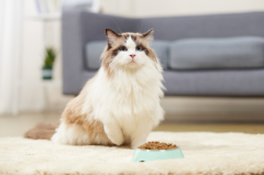 老鼠最怕三种克星：猫/蛇/狗(第一专吃老鼠)