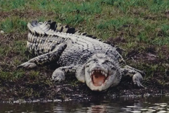 湾鳄能杀死大白鲨吗?不能(二者体型差距极大)