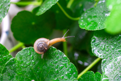 谷雨是几月几日?公历4月19日到21日交节(为二十四节气之一)