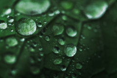 谷雨后为什么不能扫墓?(谷雨扫墓对环境有影响)