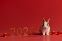 黑兔年是什么意思?为黑卯兔年(指2023兔年)