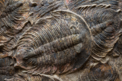 寒武纪生命大爆发：出现大量新生物形态(地球重要生物演化事件)