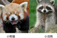 小熊猫是浣熊吗?不是(为两种不同的动物)