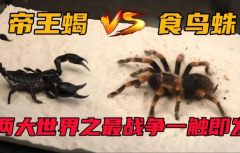 亚马逊巨人食鸟蛛vs帝王蝎：食鸟蛛体型更大(帝王蟹毒性更强)