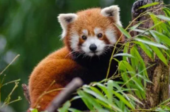 小熊猫是中国独有的吗?不是(多个国家均有分布)