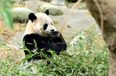 熊猫吃的竹子是空心的还是实心的?多为空心(喜吃各种竹子)