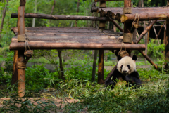 熊猫吃竹子为什么剥皮?竹子皮太硬(不易消化)