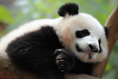 大熊猫为什么被视为中国的国宝?体现中国文化(为中国特有种)