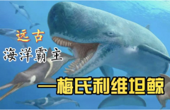 梅尔维尔鲸有天敌吗?有(天敌是巨齿鲨)