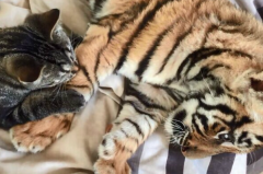 老虎会把猫当同类吗?可能会(二者同属猫科动物)