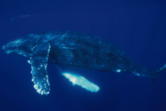 史上最大的海洋生物是什么?蓝鲸(体长可达33米)